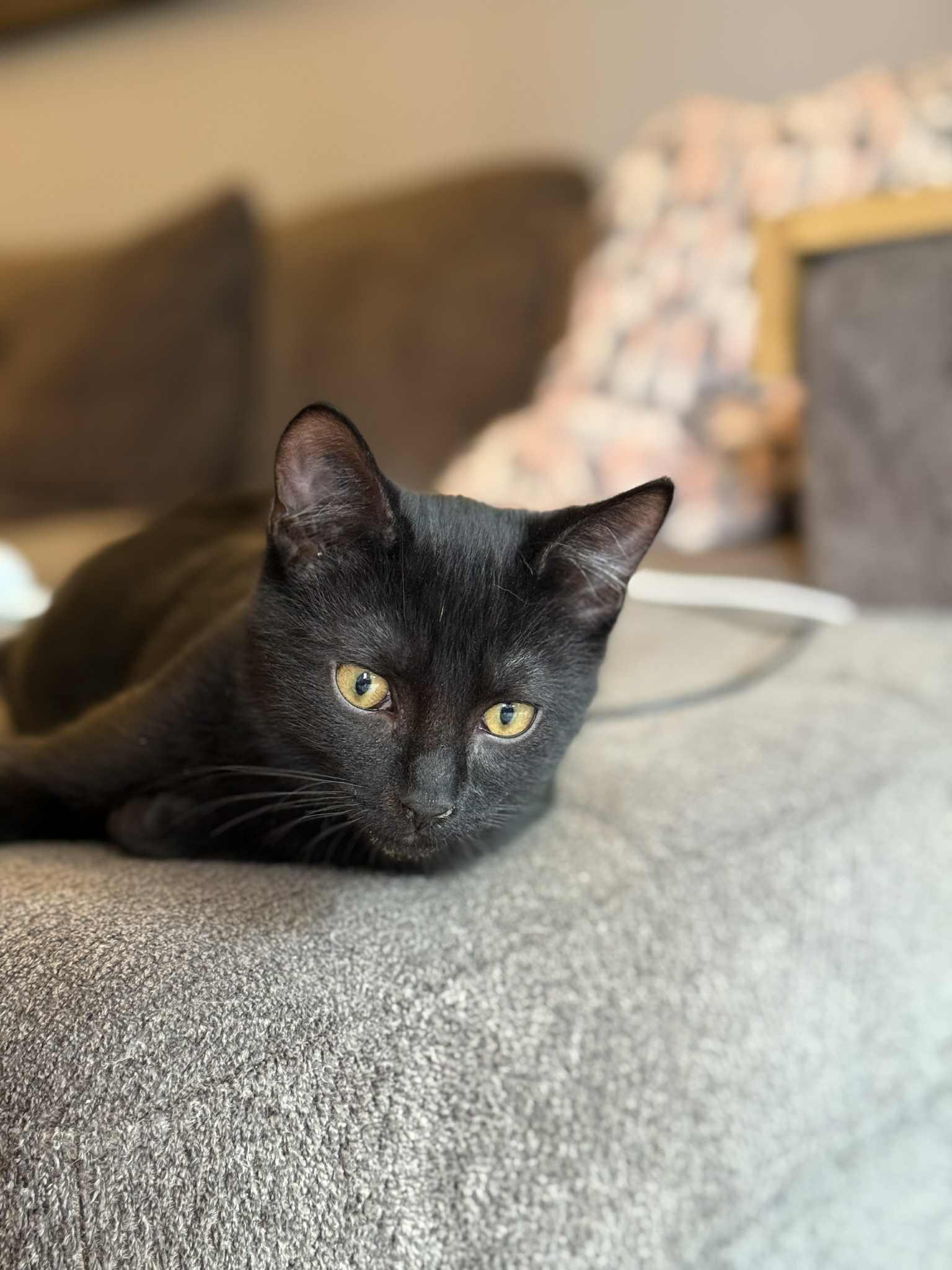 Zale, a Adoptable Domestic Short Hair in Courtenay, BC image 3/5