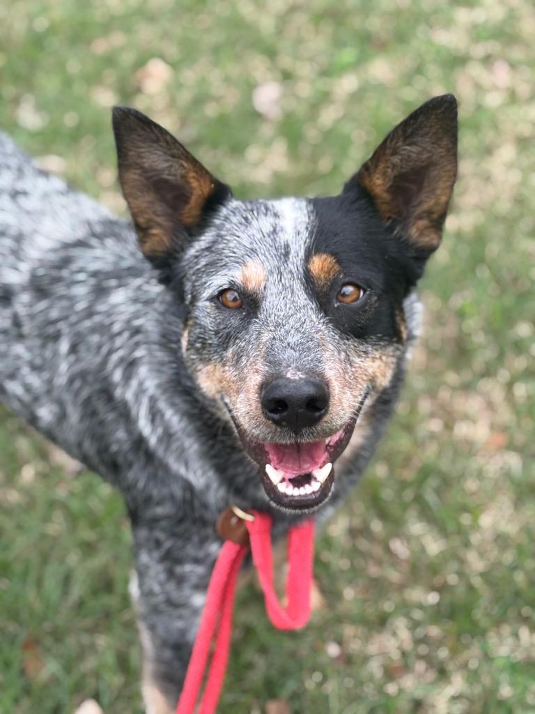 Diego, Adoptable, Adult Male Australian Cattle Dog / Blue Heeler & Mixed Breed.