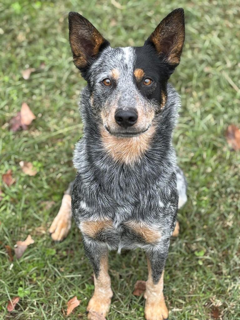 Enlarge Diego, a Adoptable mixed breed in Seven Points, TX image 2/3