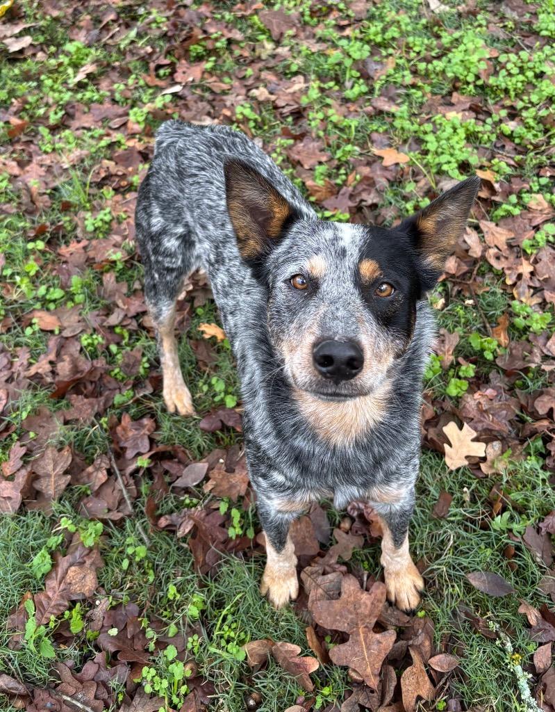 Enlarge Diego, a Adoptable mixed breed in Seven Points, TX image 3/3