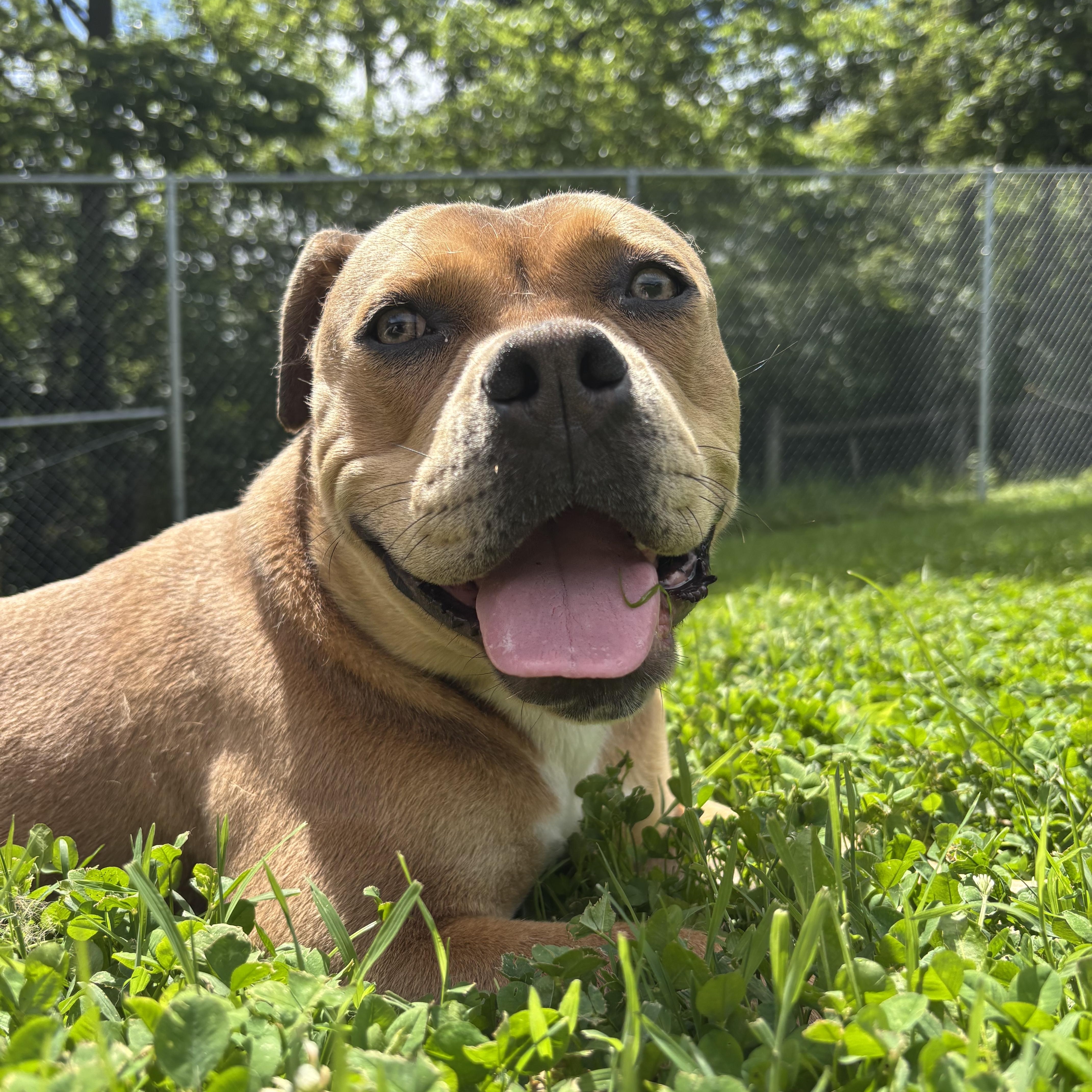Hope, ADOPTABLE, Young Female Pit Bull Terrier.