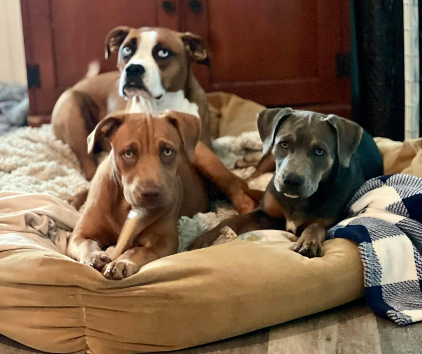 Enlarge Dale, a Adoptable mixed breed in Mt Pleasant, SC image 6/6