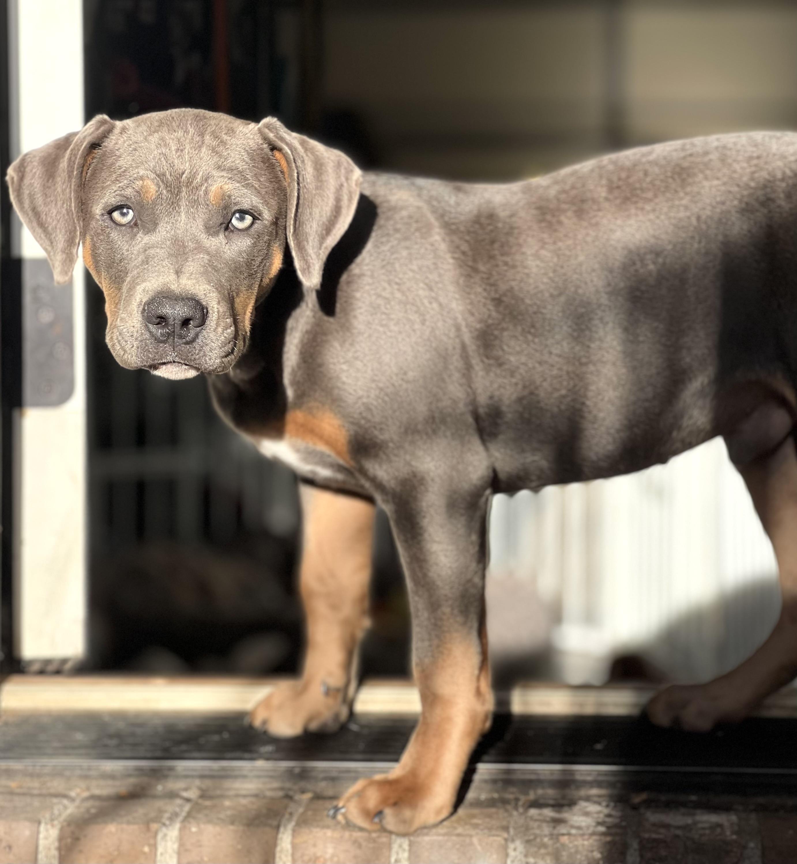 Enlarge Dale, a Adoptable mixed breed in Mt Pleasant, SC image 5/6