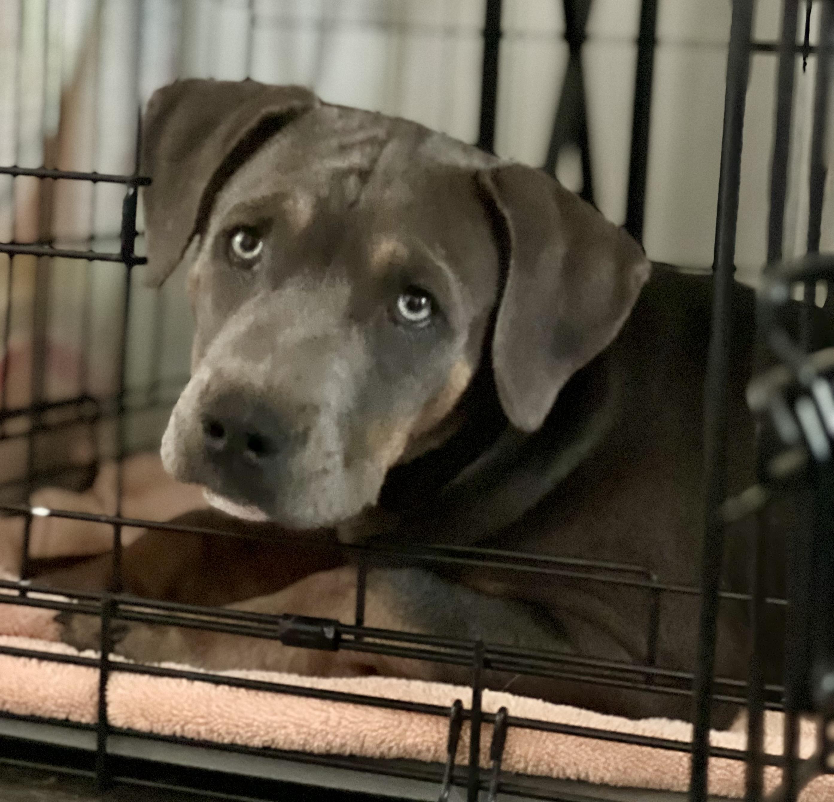 Dale, Adoptable, Young Male Mixed Breed.