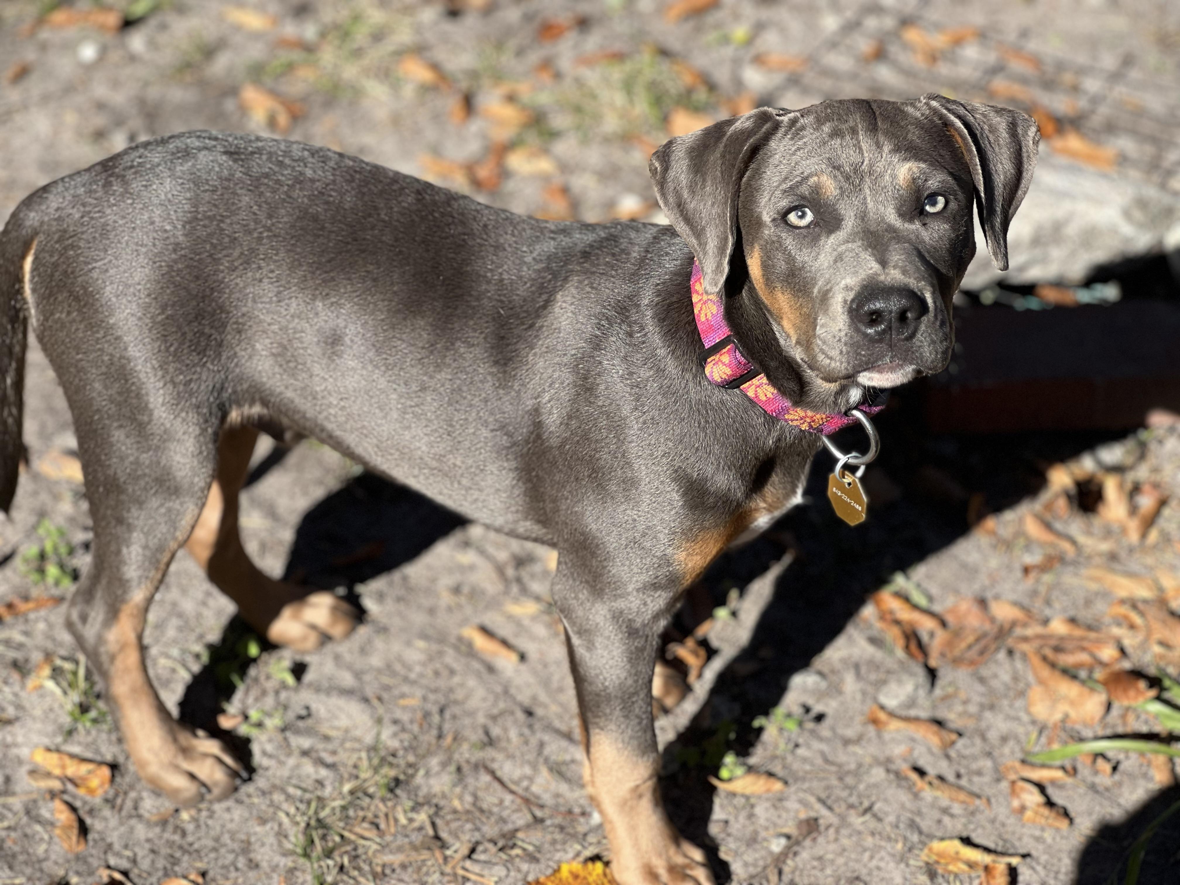 Enlarge Dale, a Adoptable mixed breed in Mt Pleasant, SC image 4/6