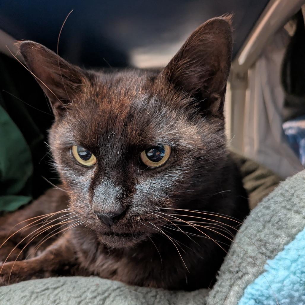 Joachim, a Adoptable Domestic Short Hair in South Burlington, VT image 2/3