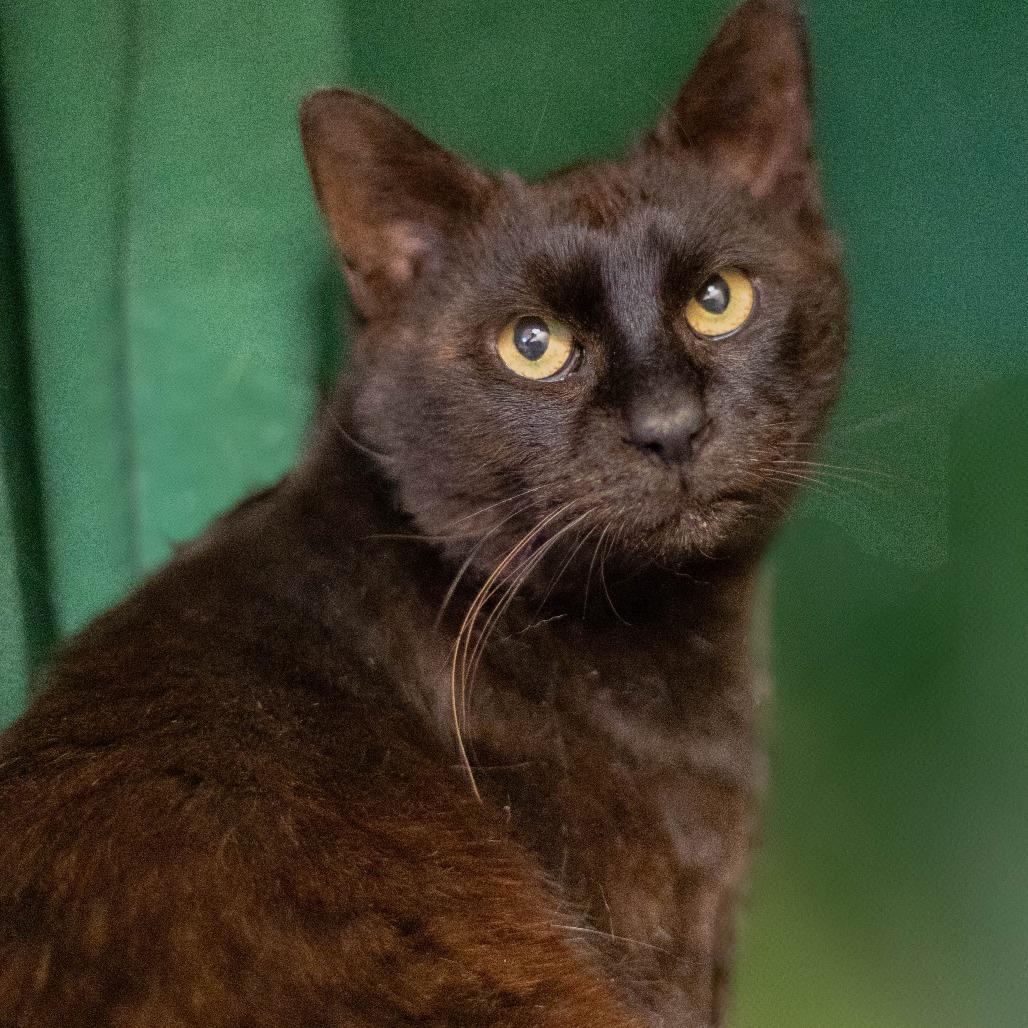 Enlarge Ginseng - Available from Foster, a Adoptable Domestic Short Hair in South Burlington, VT image 2/3