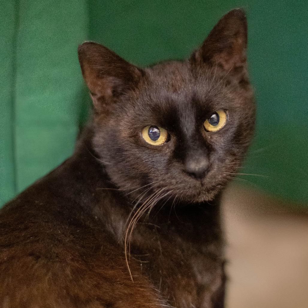 Enlarge Ginseng - Available from Foster, a Adoptable Domestic Short Hair in South Burlington, VT image 3/3