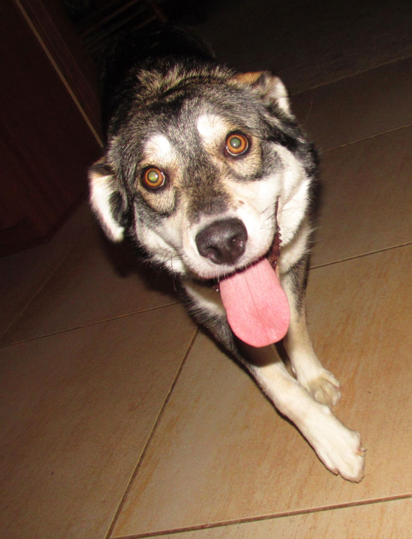 Enlarge Nubbins, a Adopted mixed breed in Cuyahoga Falls, OH image 1/3