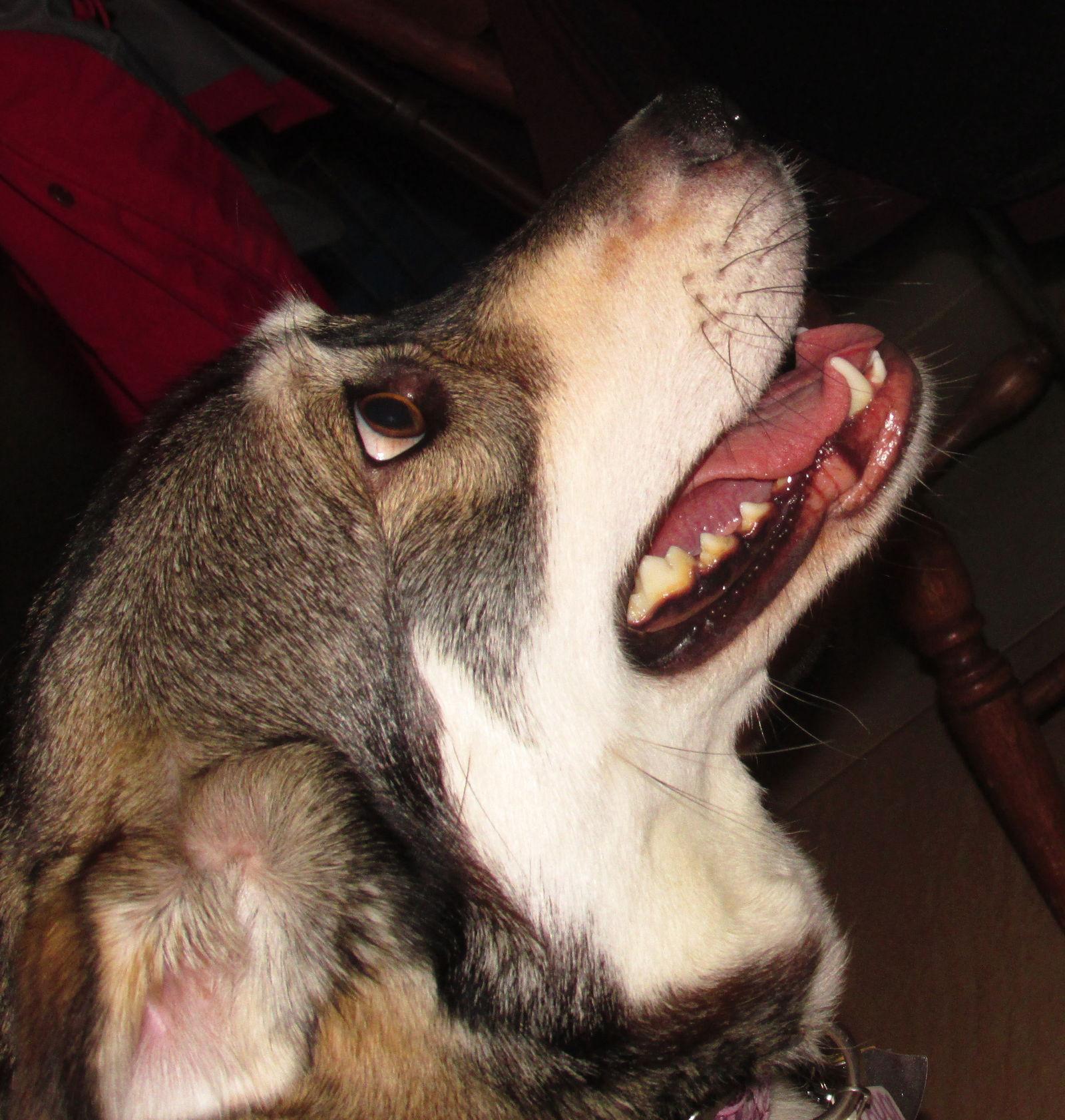 Enlarge Nubbins, a Adopted mixed breed in Cuyahoga Falls, OH image 3/3