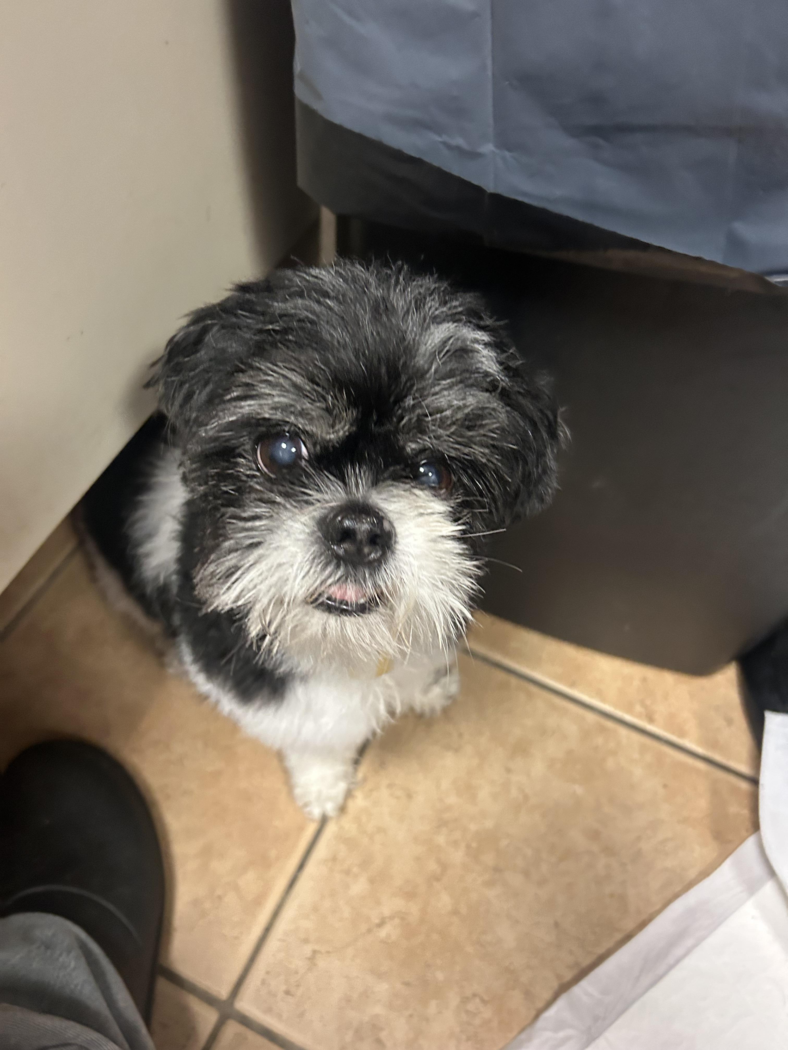 Coco, adopted, Senior Female Shih Tzu.
