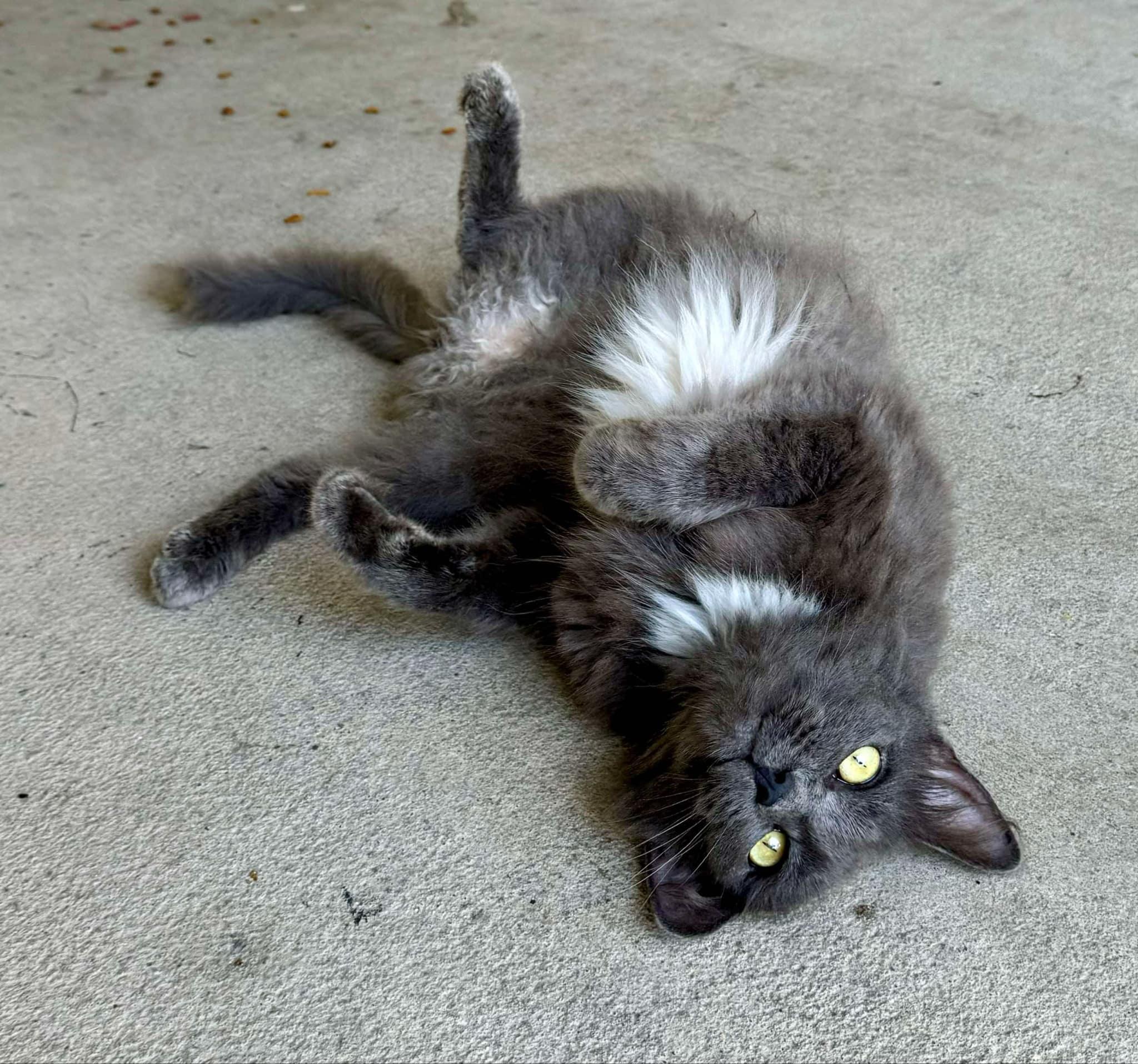 Ash, an adoptable Nebelung in Gulfport, MS, 39501 | Photo Image 1