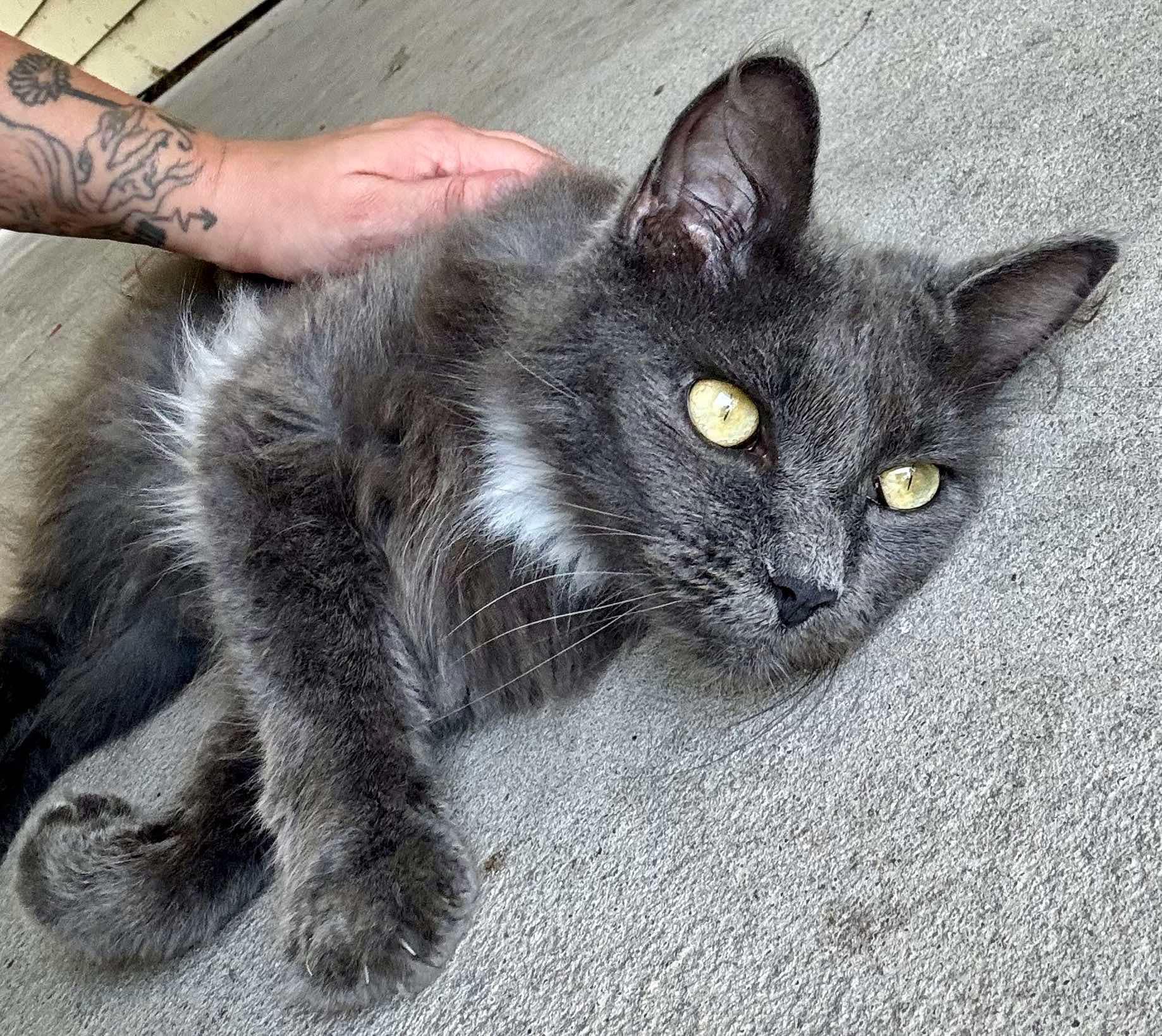 Ash, an adoptable Nebelung in Gulfport, MS, 39501 | Photo Image 2