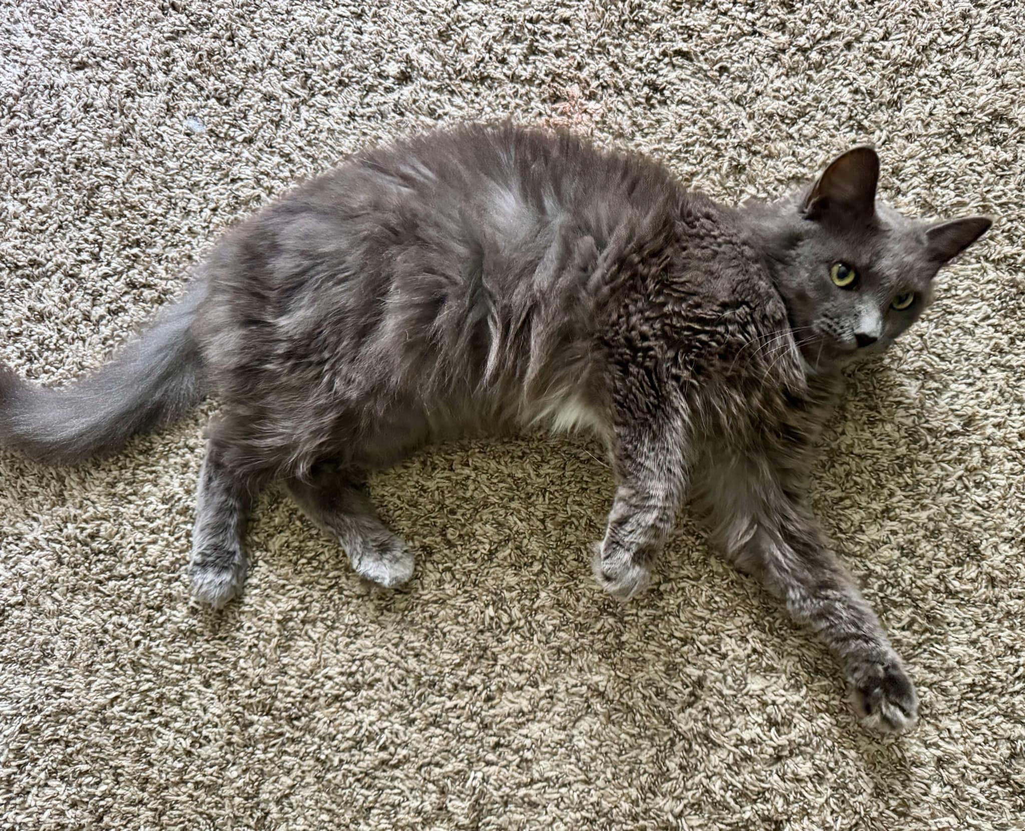 Ash, an adoptable Nebelung in Gulfport, MS, 39501 | Photo Image 4