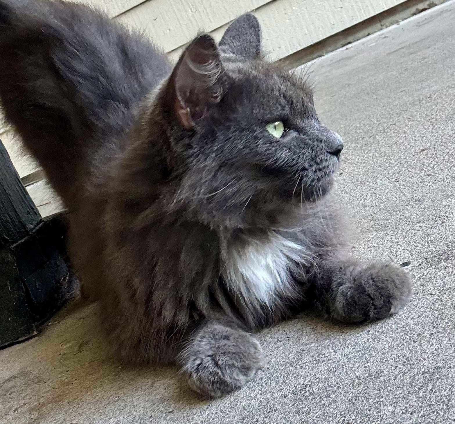 Ash, an adoptable Nebelung in Gulfport, MS, 39501 | Photo Image 3