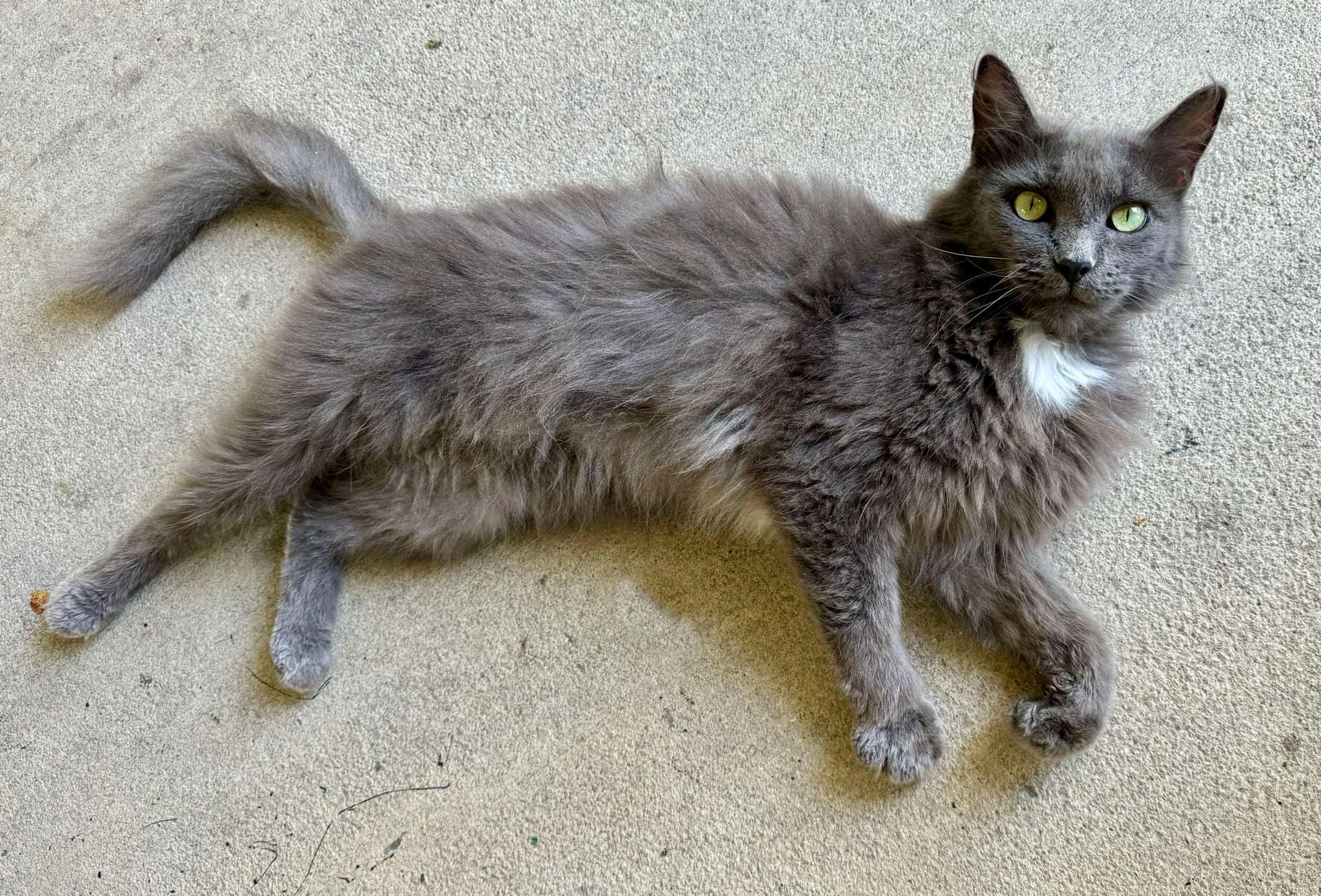 Ash, an adoptable Nebelung in Gulfport, MS, 39501 | Photo Image 5