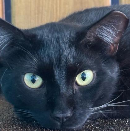 Enlarge Pilot, a Adoptable Domestic Short Hair in Marathon , FL image 1/1