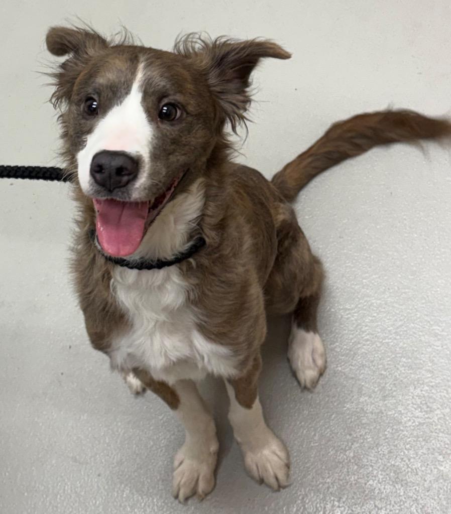 Enlarge Kit / AC 27936, a Adoptable mixed breed in Greeneville, TN image 1/1