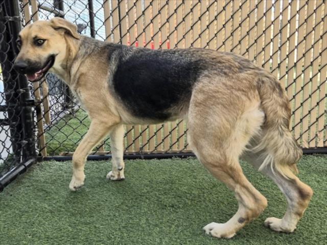 TULIP, Adoptable, Young Female German Shepherd Dog.