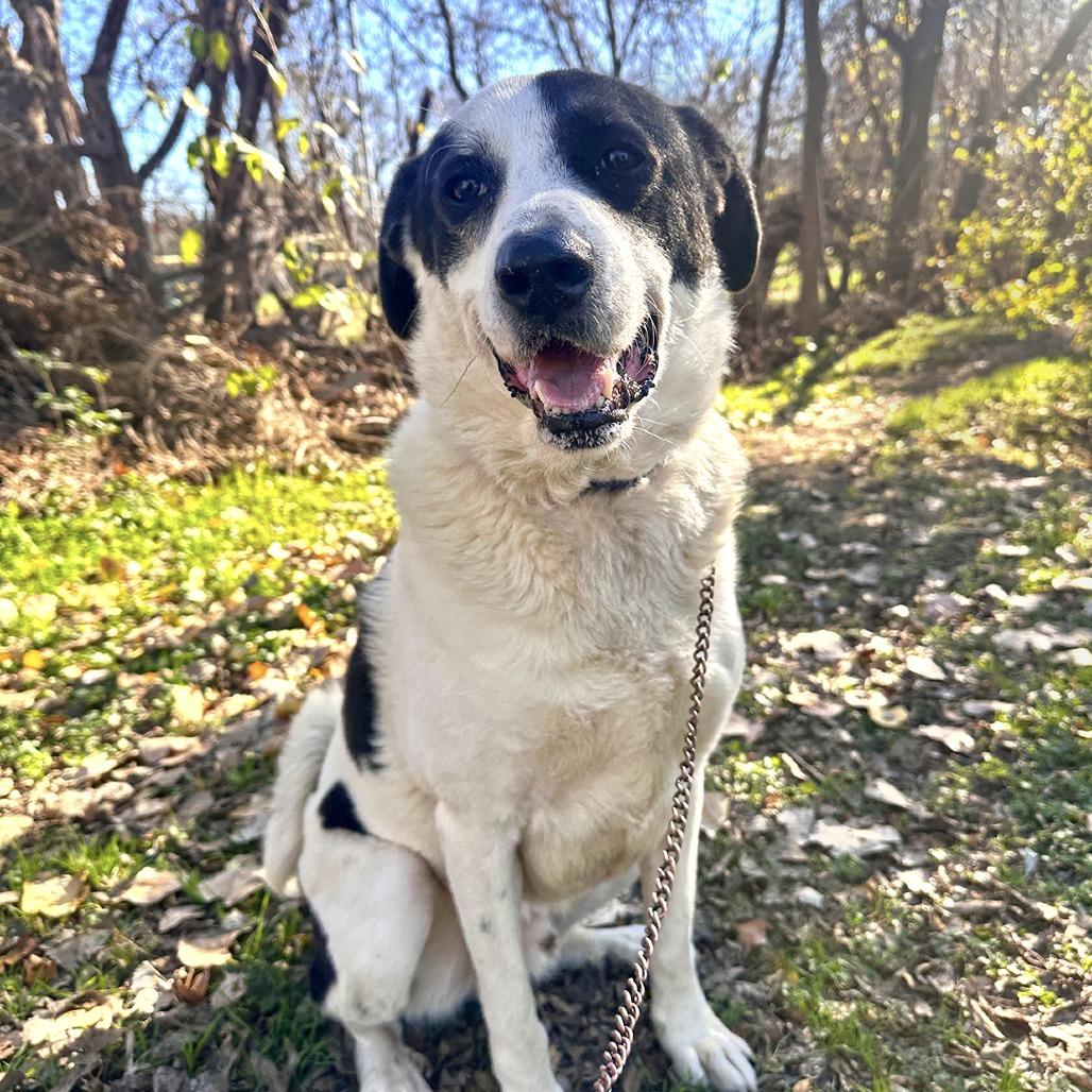 Enlarge Shep, a Adoptable mixed breed in Austin, TX image 1/6