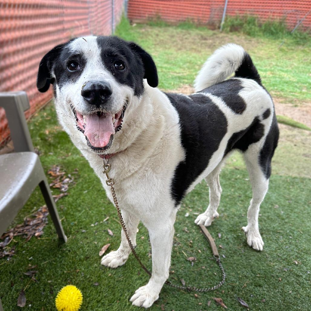 Enlarge Shep, a Adoptable mixed breed in Austin, TX image 1/6