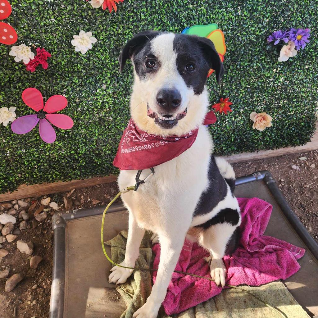 Shep, Adoptable, Adult Male Border Collie & Great Pyrenees.
