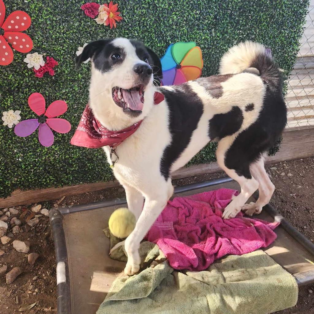 Shep, Adoptable, Adult Male Border Collie & Great Pyrenees.