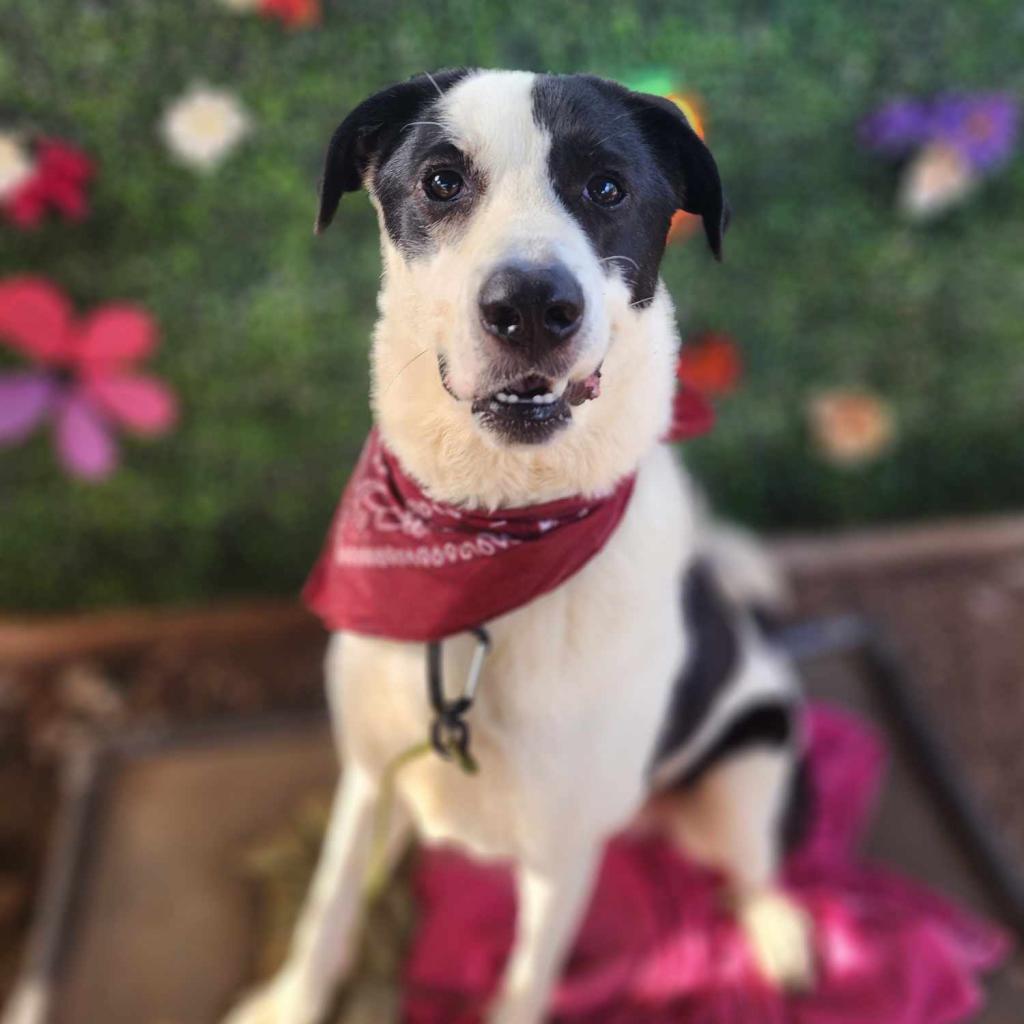 Enlarge Shep, a Adoptable mixed breed in Austin, TX image 2/6