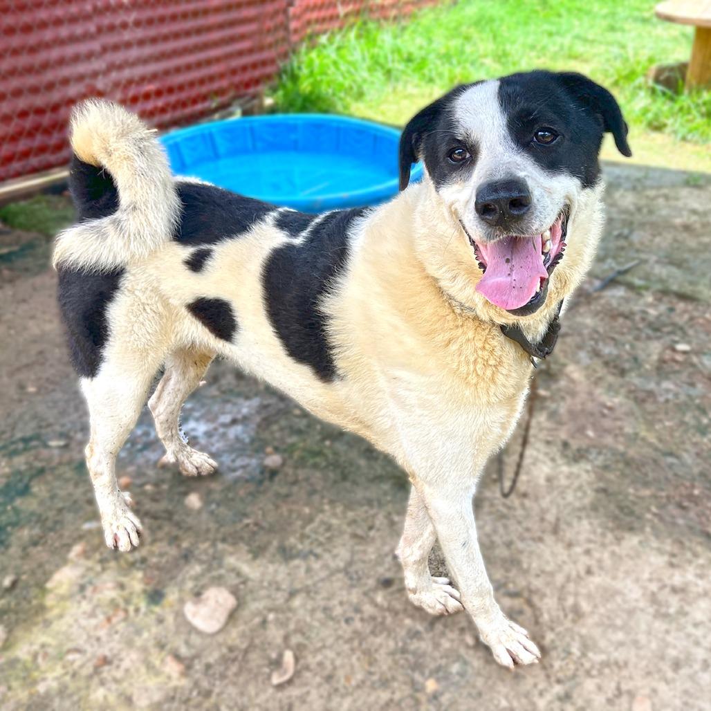 Enlarge Shep, a Adoptable mixed breed in Austin, TX image 4/6