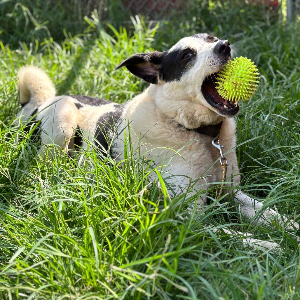 Shep, a Adoptable mixed breed in Austin, TX image 4/6