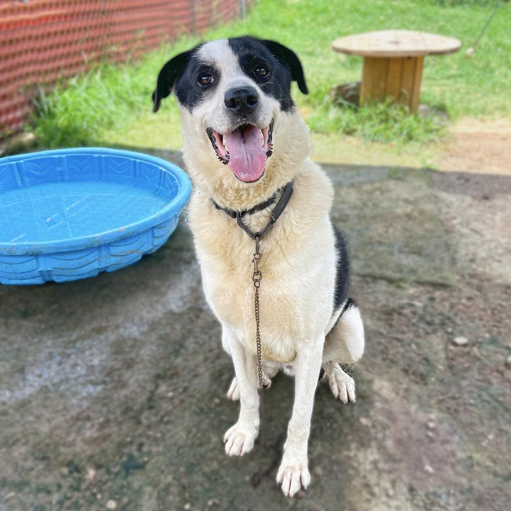 Enlarge Shep, a Adoptable mixed breed in Austin, TX image 5/6