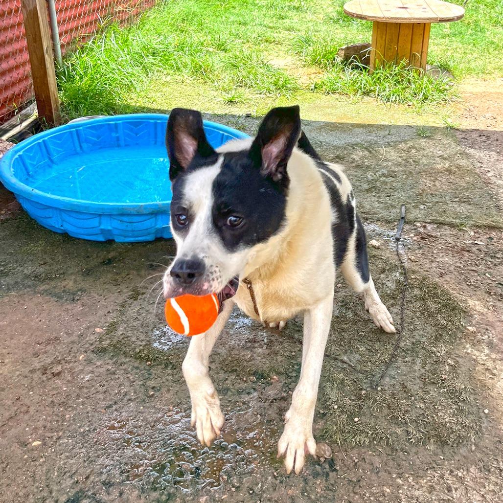Enlarge Shep, a Adoptable mixed breed in Austin, TX image 6/6