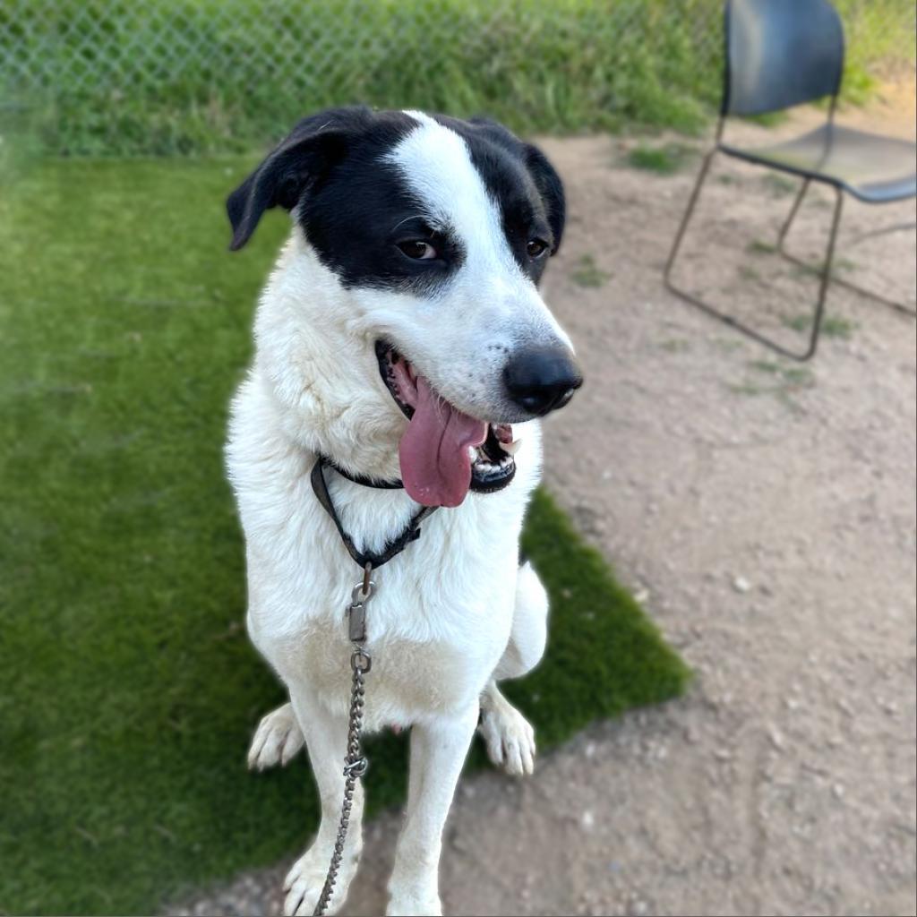 Enlarge Shep, a Adoptable mixed breed in Austin, TX image 6/6