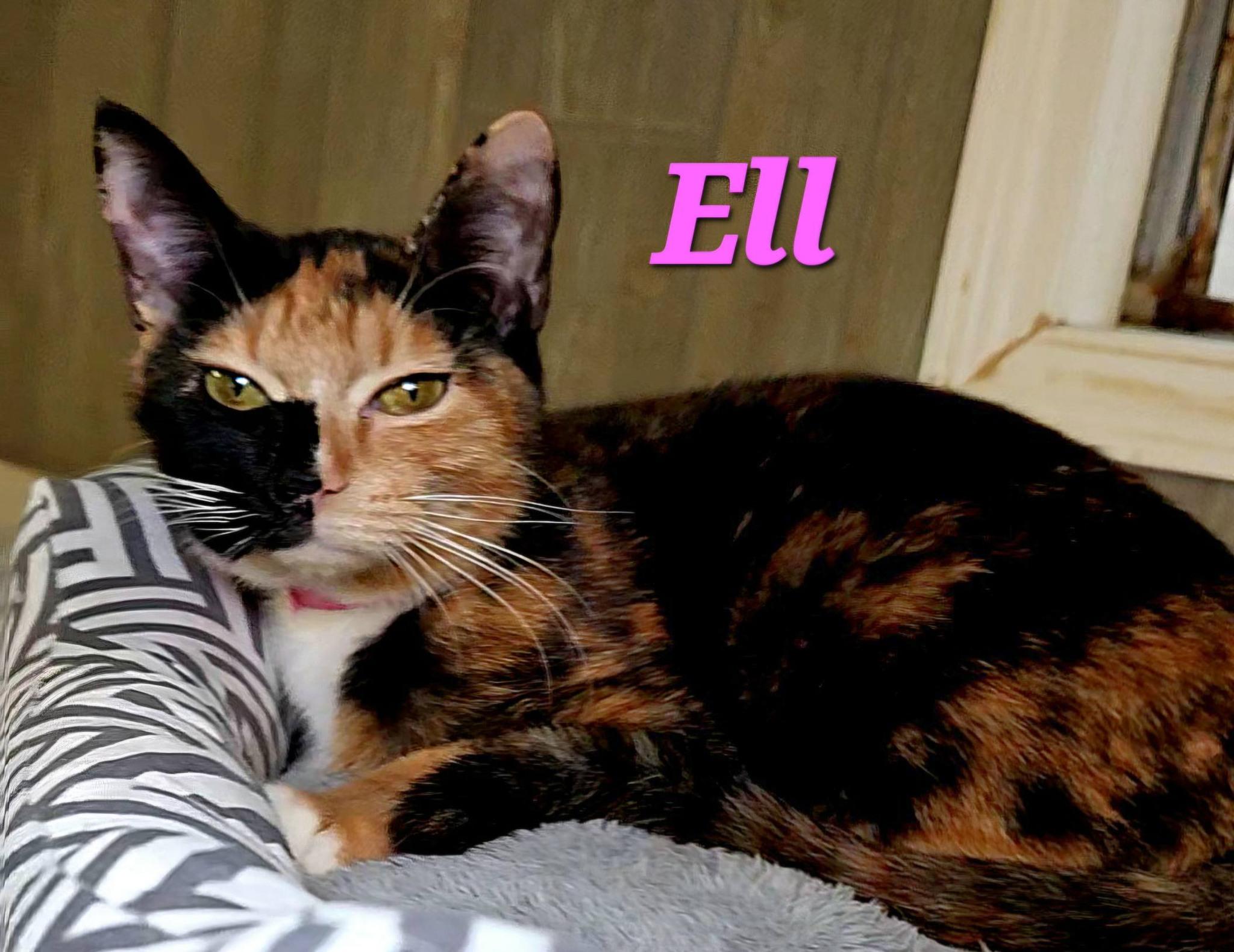 Enlarge Ell, an adopted Calico in Macon, GA image 1/2