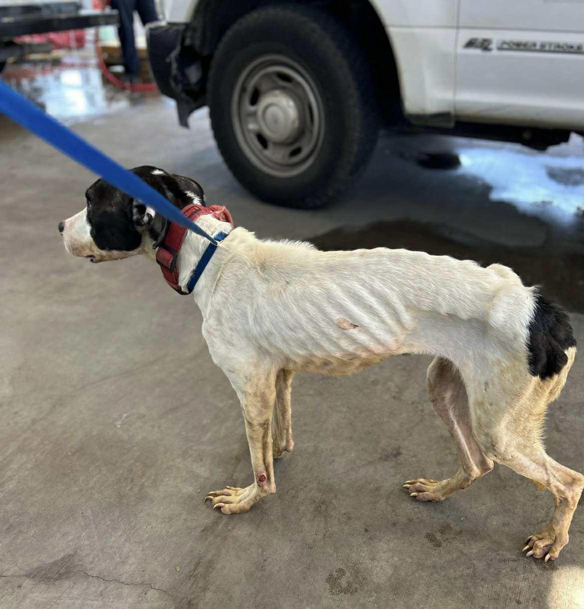 Enlarge Odie, a Adoptable mixed breed in Dallas, TX image 1/6