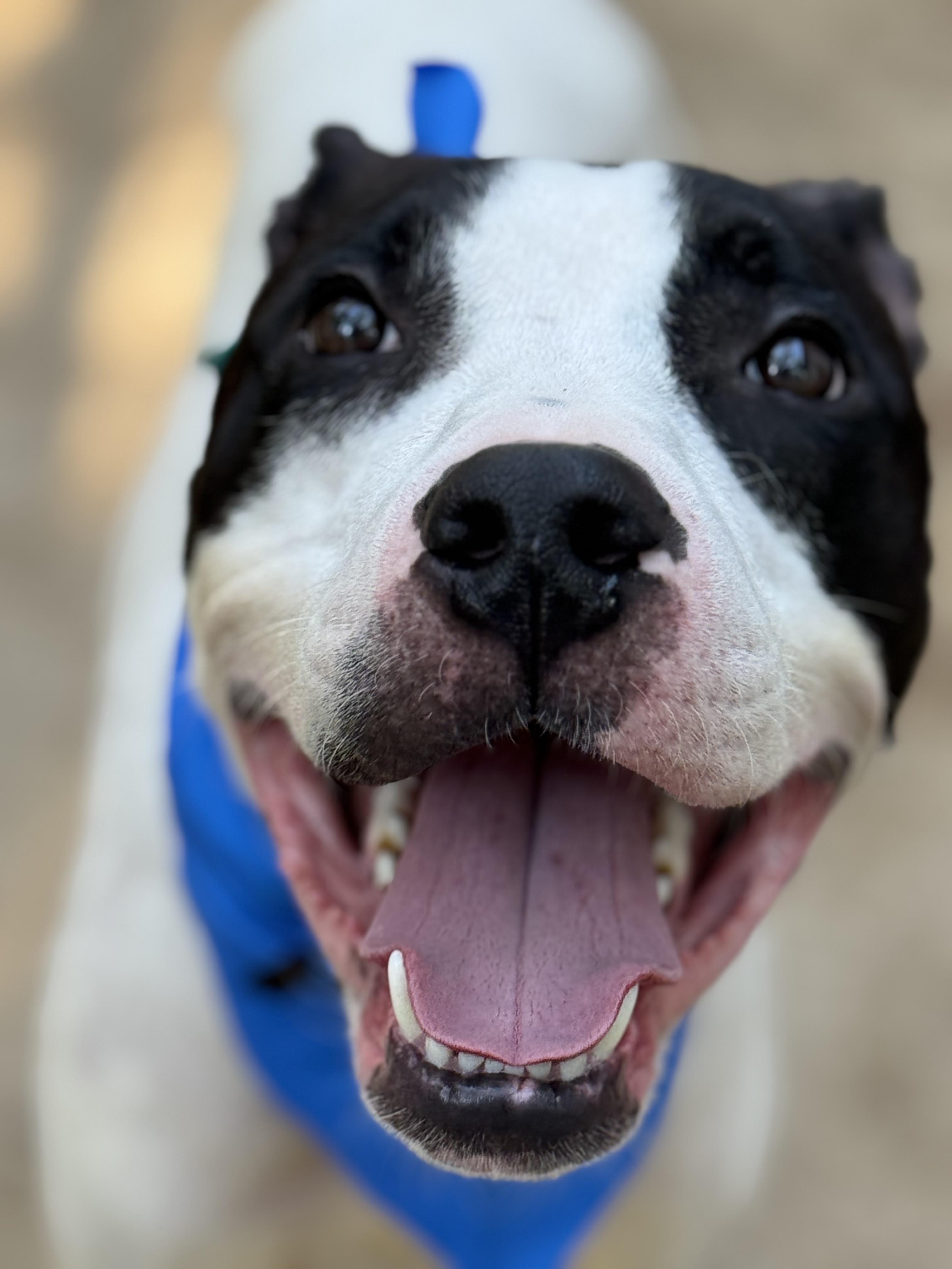 Enlarge Odie, a Adoptable mixed breed in Dallas, TX image 2/6