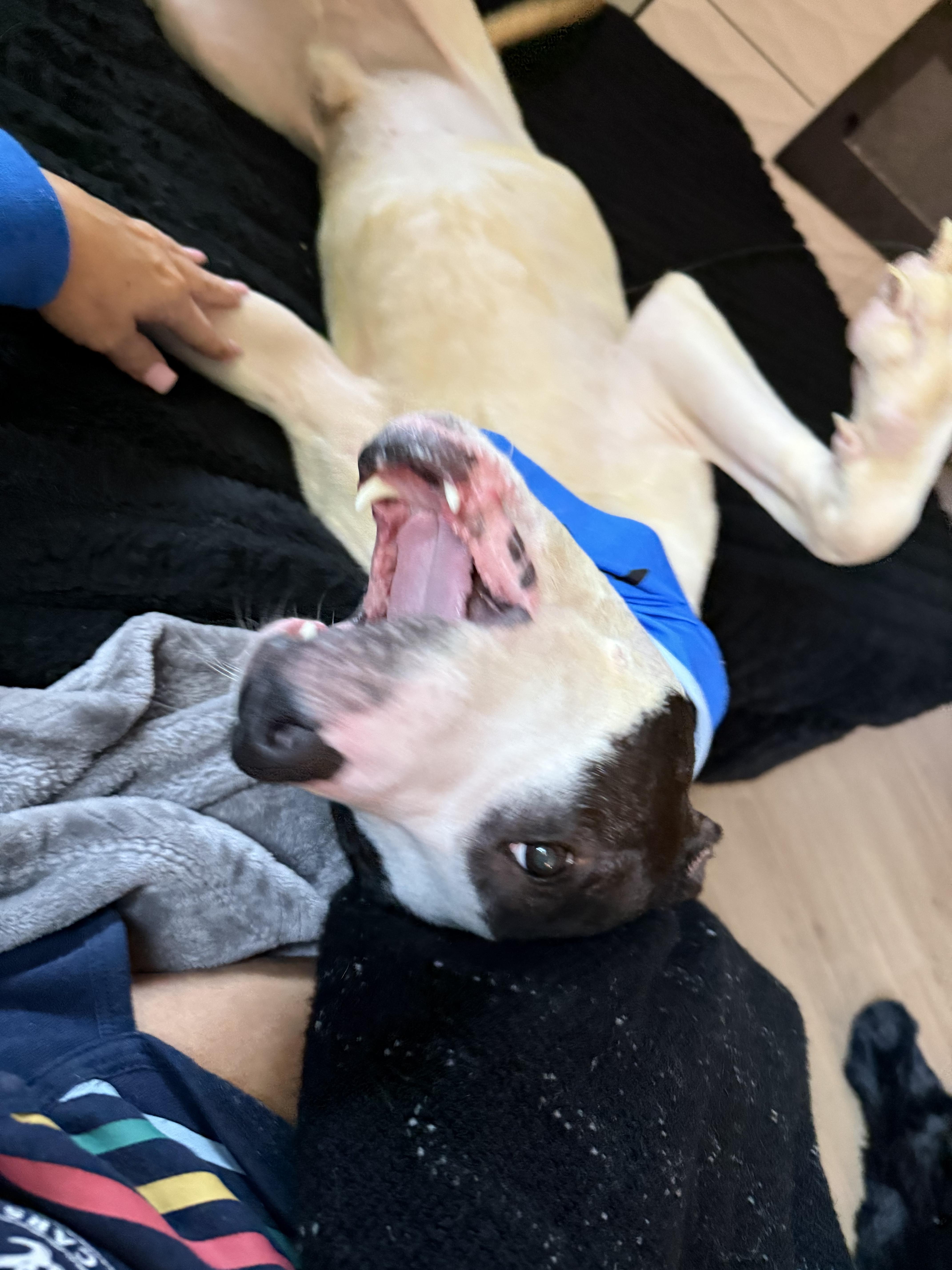 Enlarge Odie, a Adoptable mixed breed in Dallas, TX image 4/6