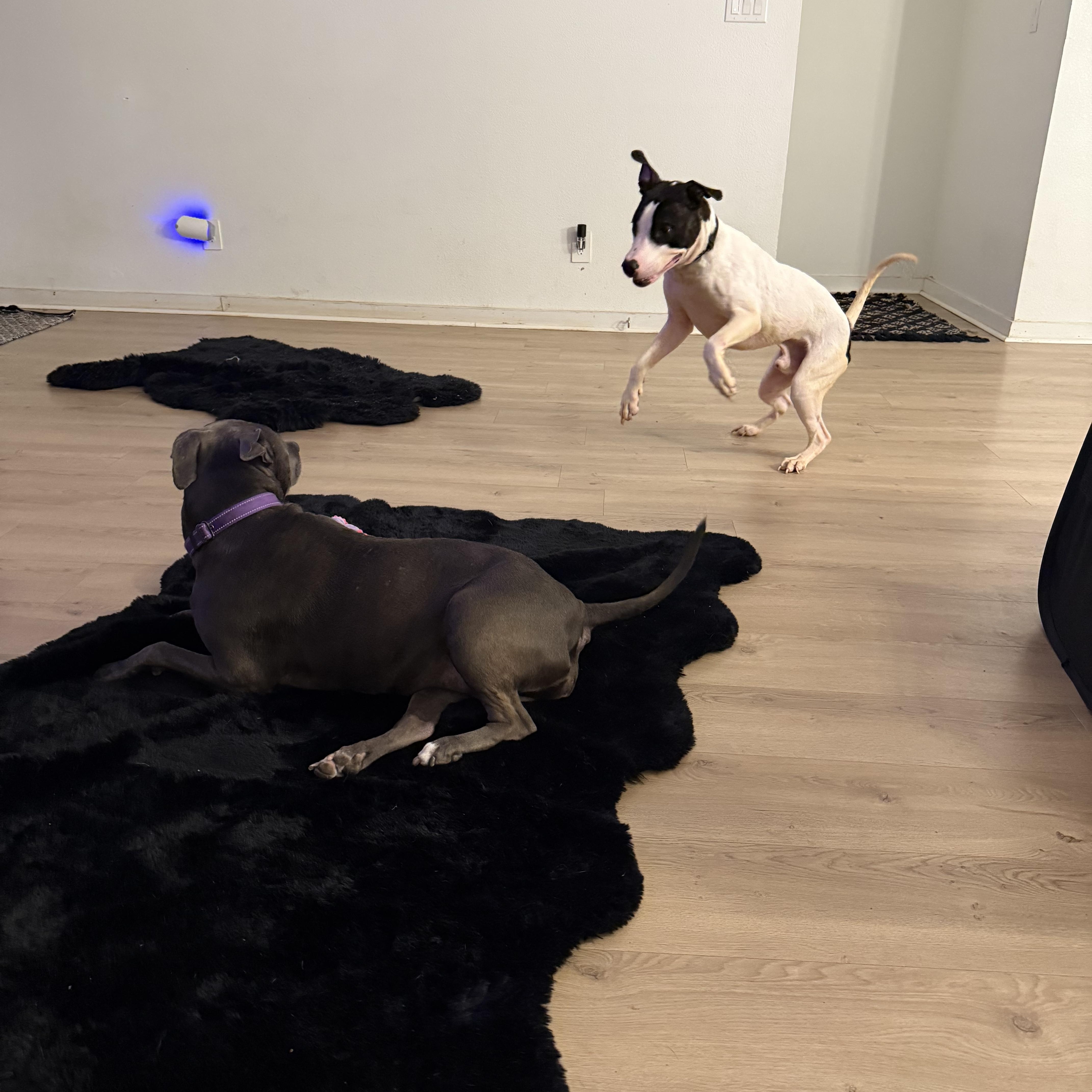 Enlarge Odie, a Adoptable mixed breed in Dallas, TX image 3/6