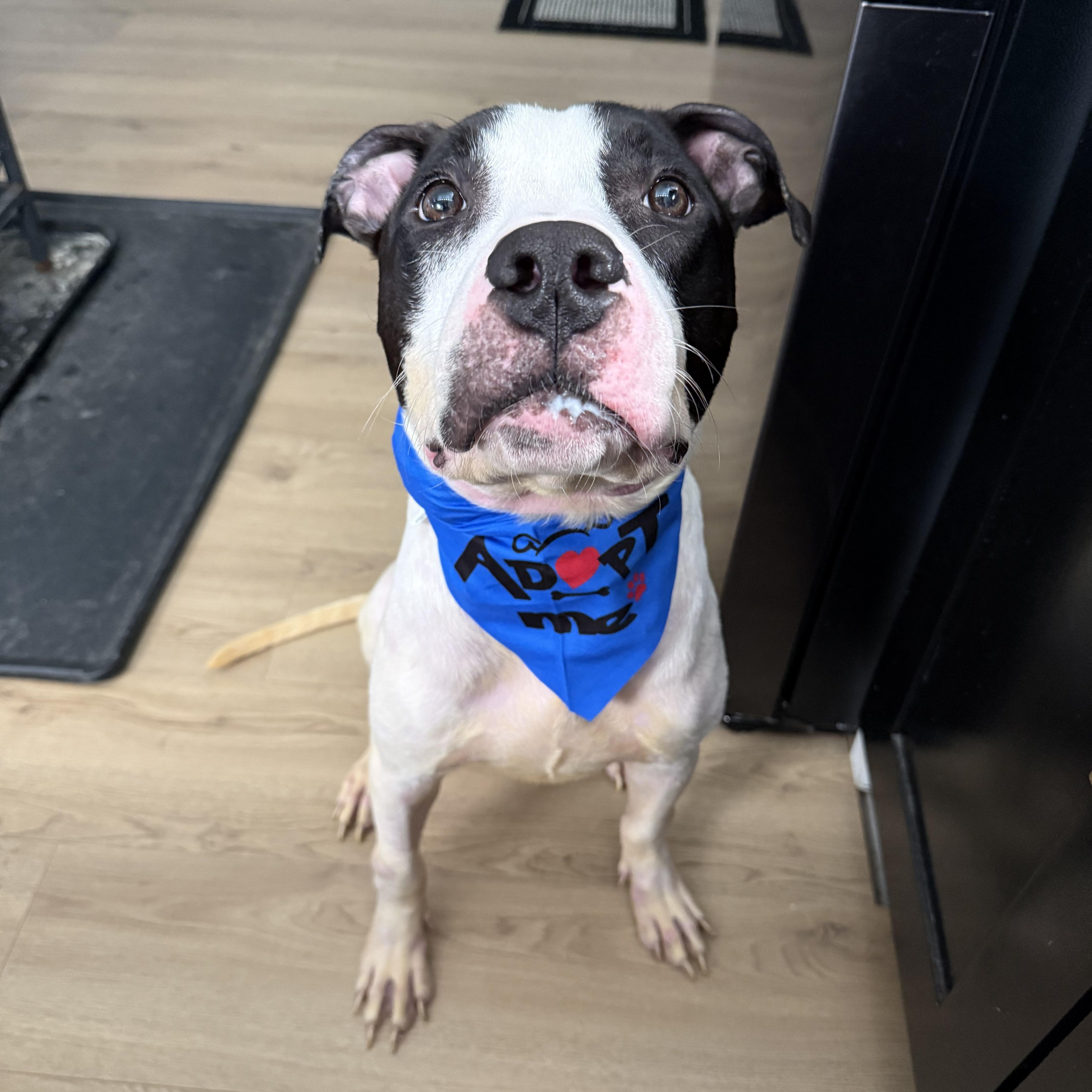 Enlarge Odie, a Adoptable mixed breed in Dallas, TX image 6/6