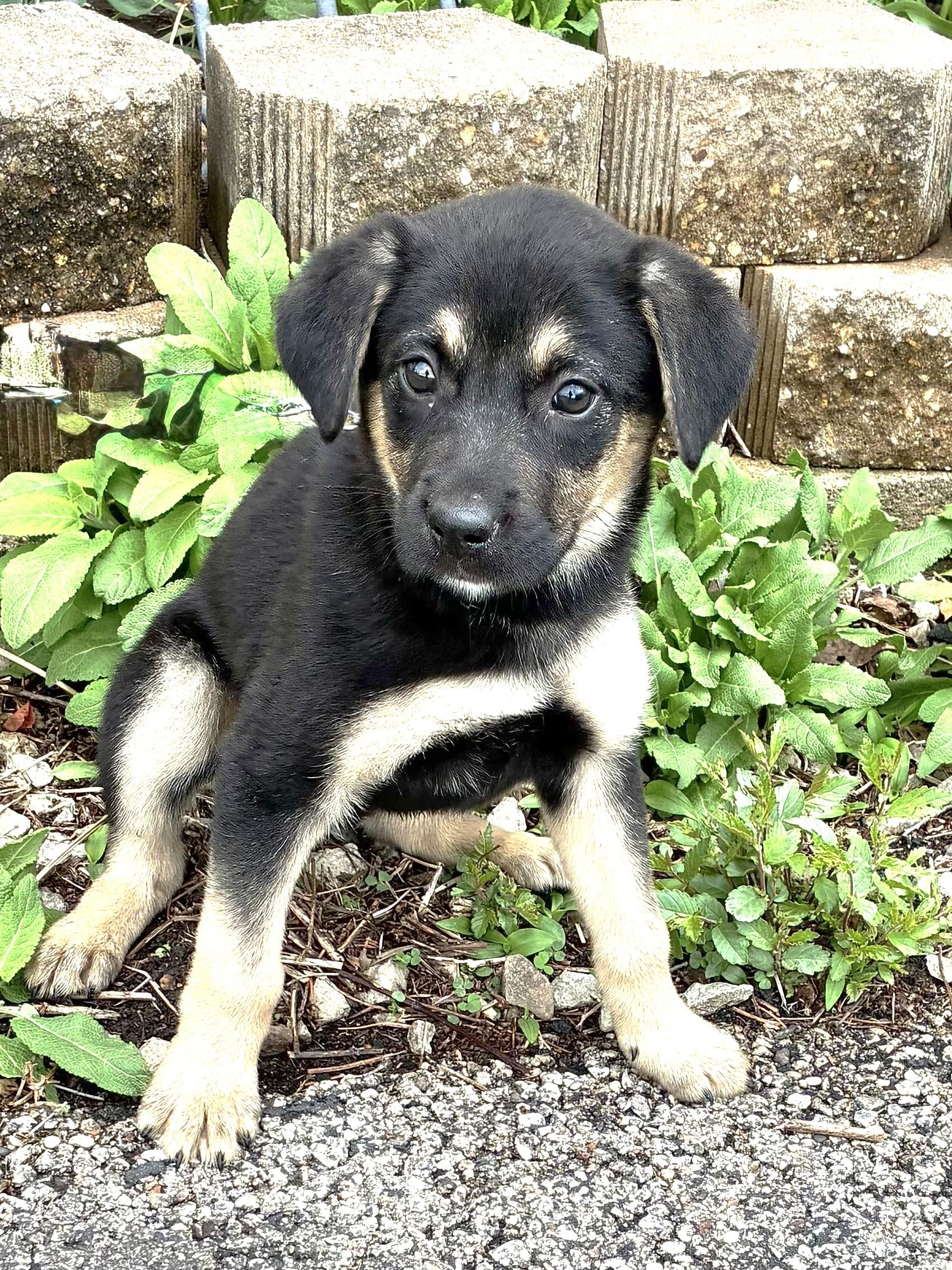 Enlarge Penne, a Adoptable mixed breed in West Chicago, IL image 1/3
