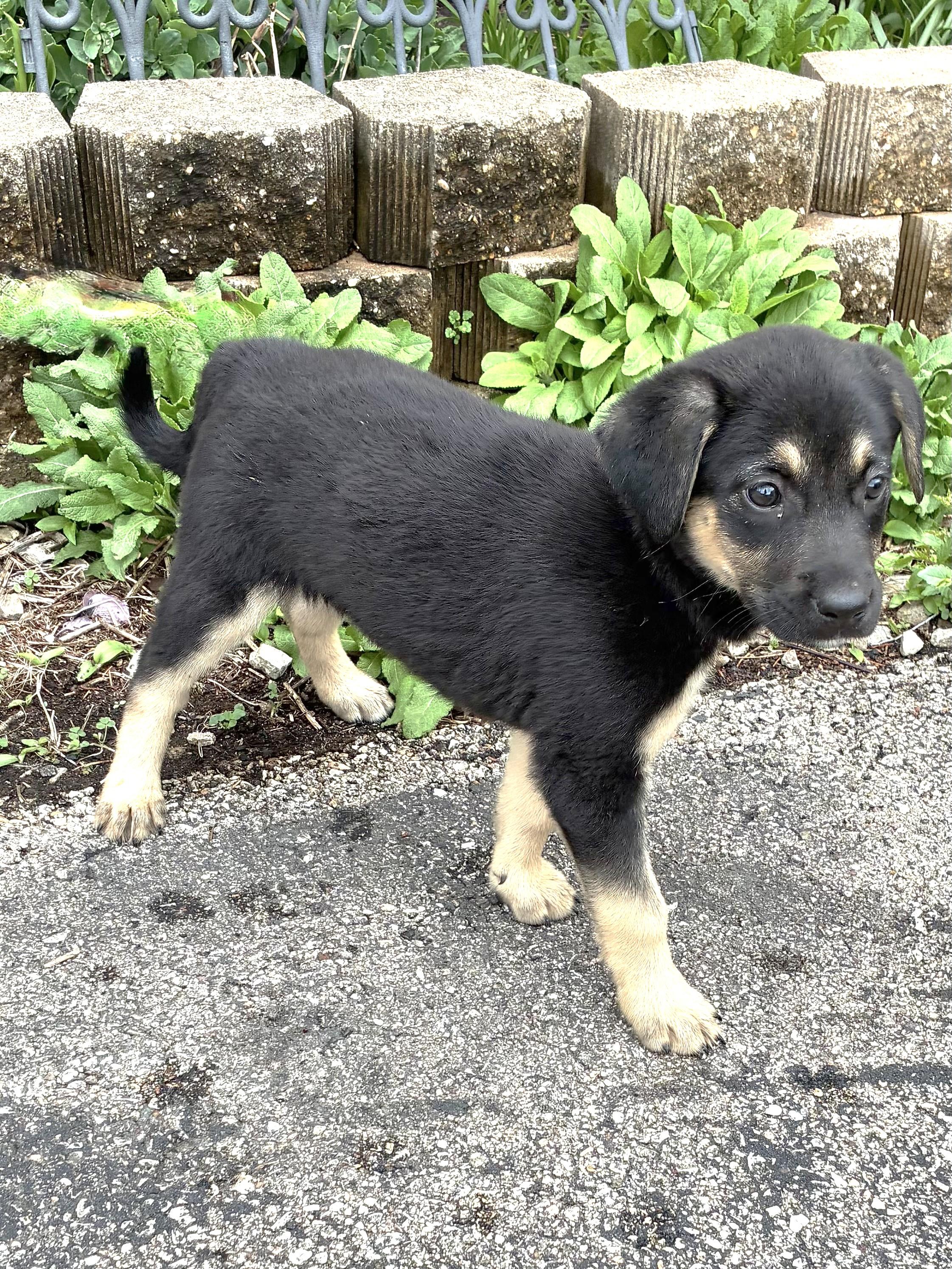 Enlarge Penne, a Adoptable mixed breed in West Chicago, IL image 2/3