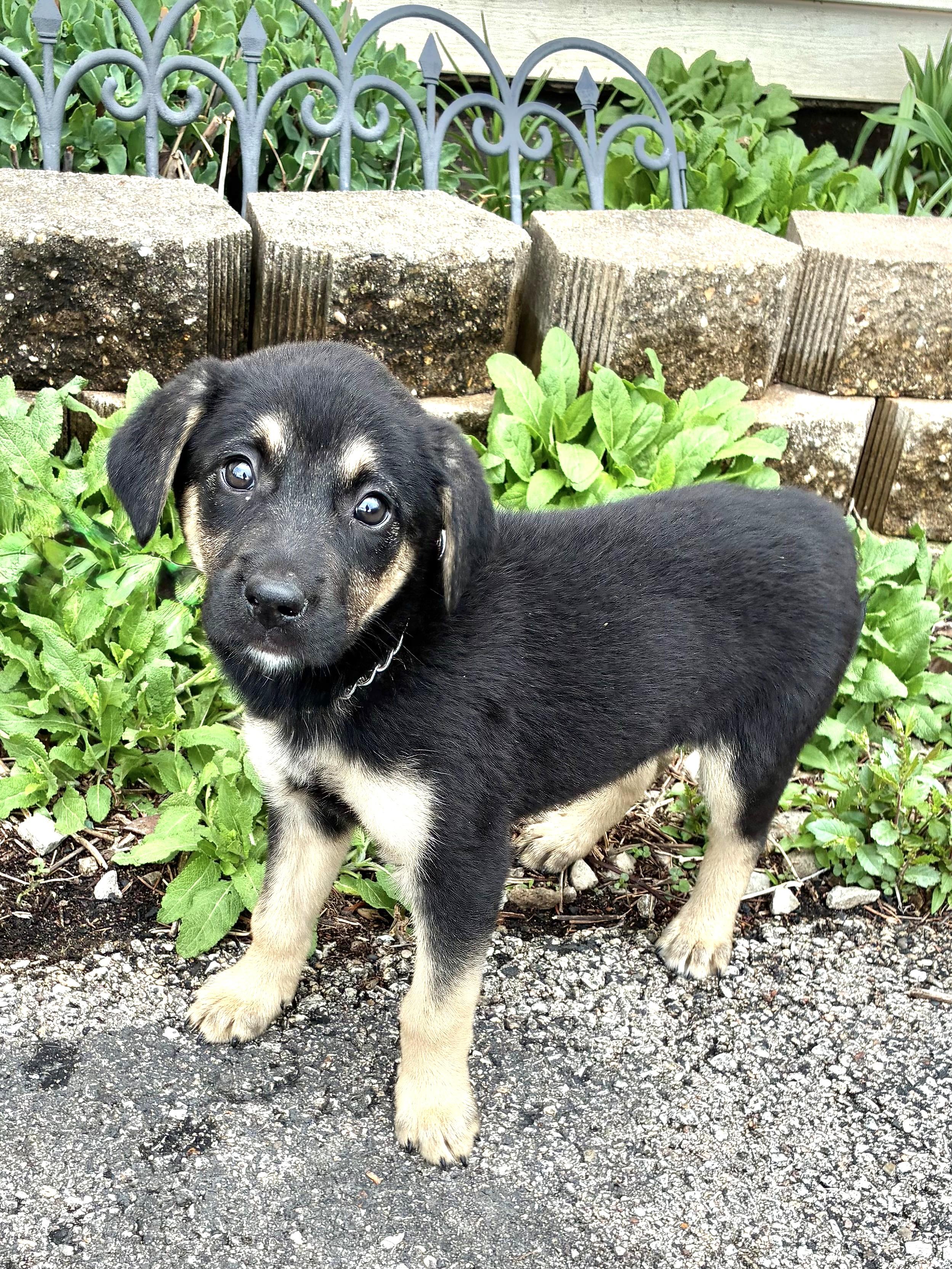 Enlarge Penne, a Adoptable mixed breed in West Chicago, IL image 3/3
