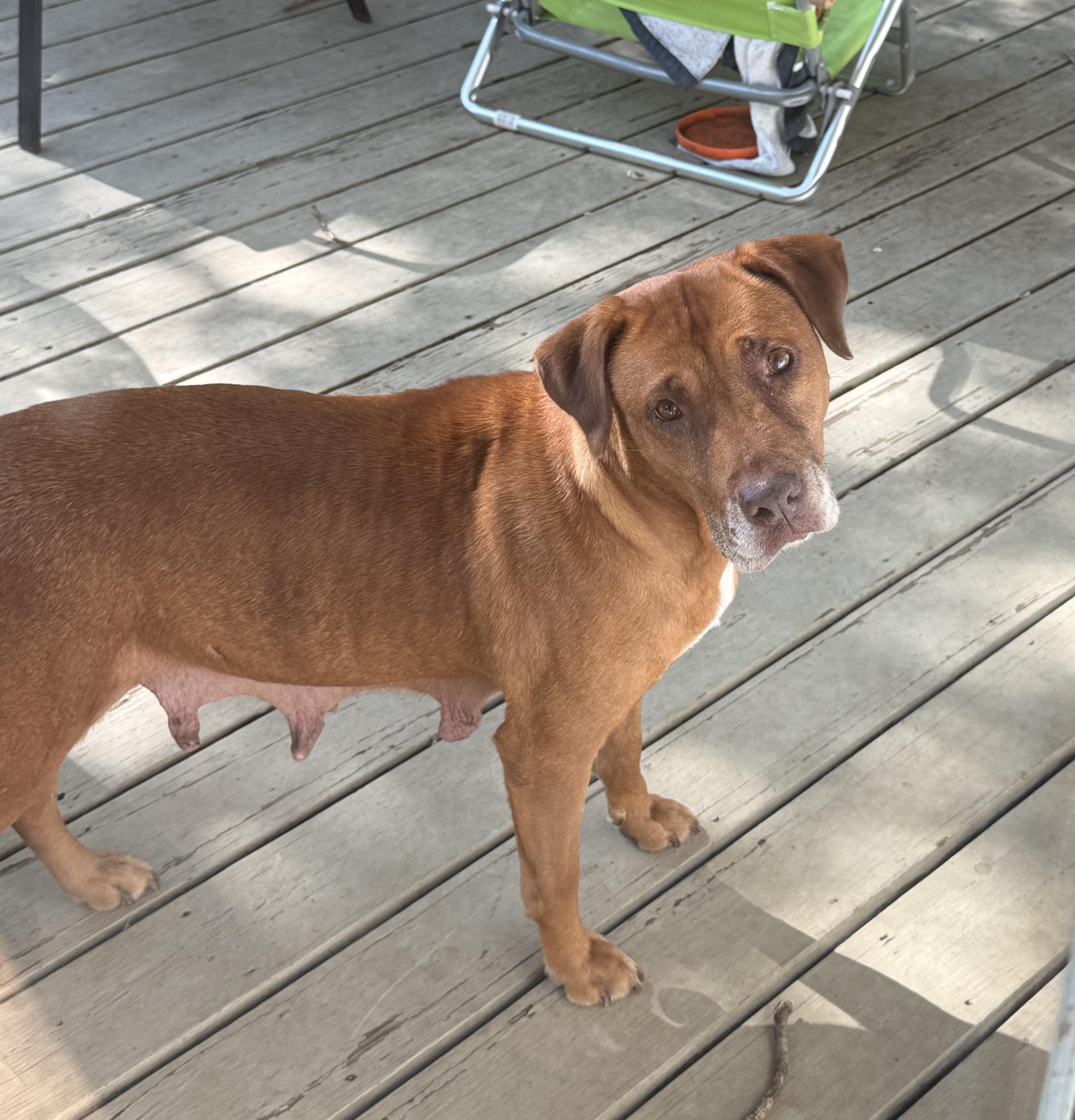 Enlarge Natasha, a Adopted mixed breed in East Brunswick, NJ image 2/5