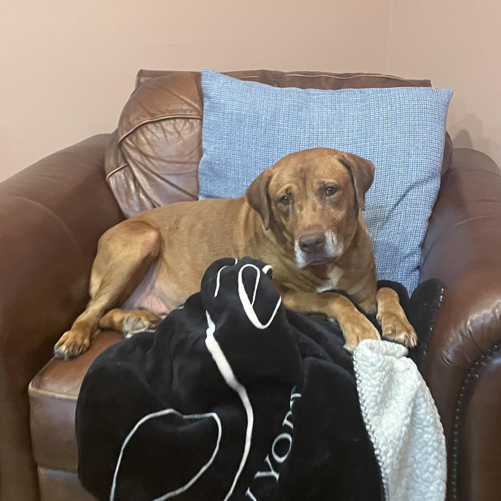 Natasha, Adopted, Adult Female Labrador Retriever.