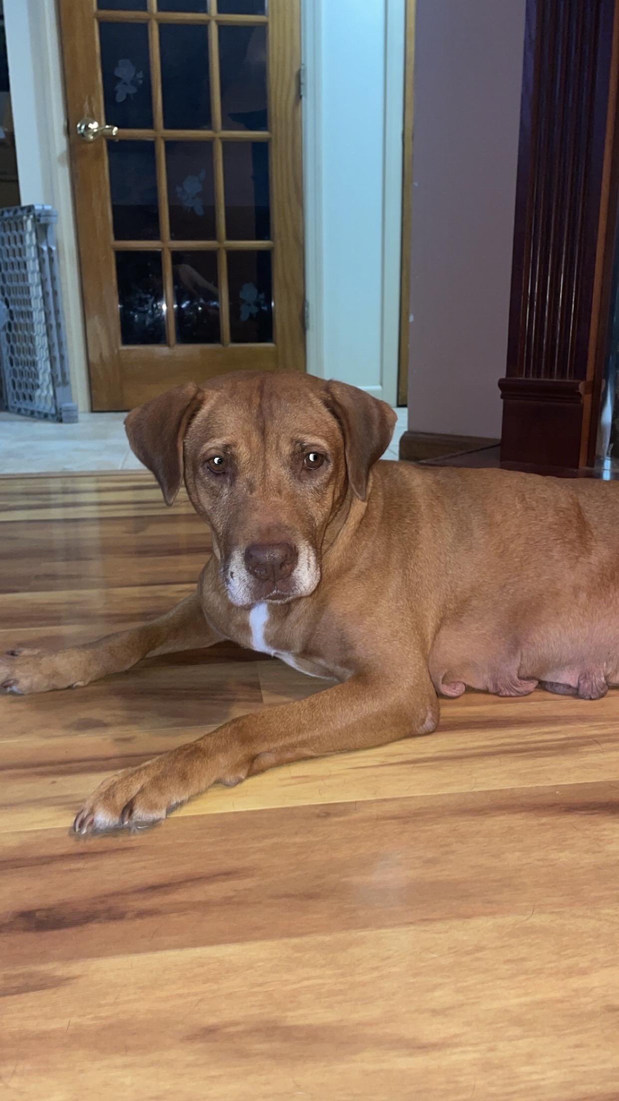 Enlarge Natasha, a Adopted mixed breed in East Brunswick, NJ image 3/5