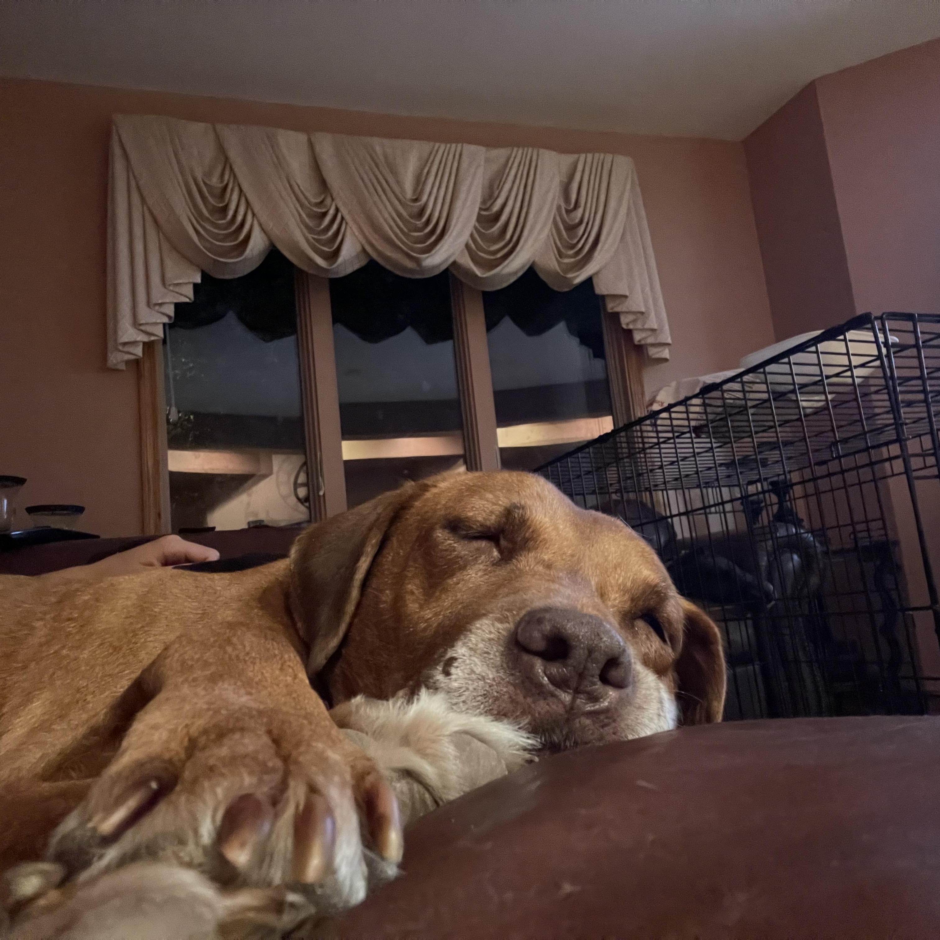 Enlarge Natasha, a Adopted mixed breed in East Brunswick, NJ image 5/5