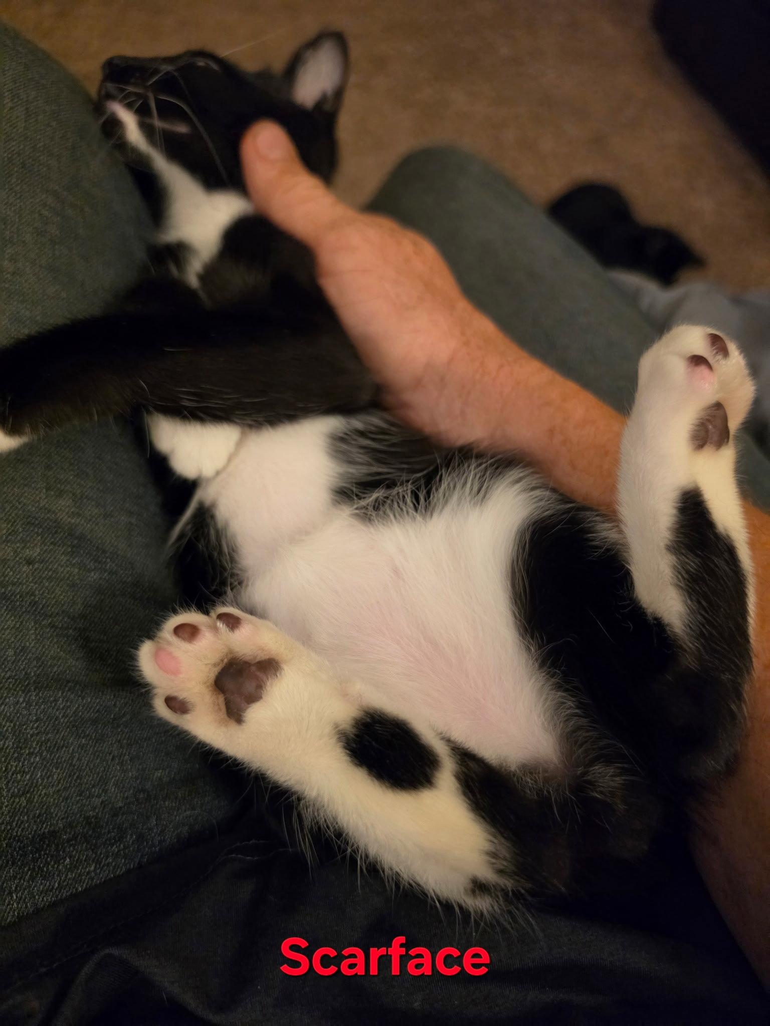 SCARFACE, Adopted, Young Male Tuxedo & Domestic Short Hair.
