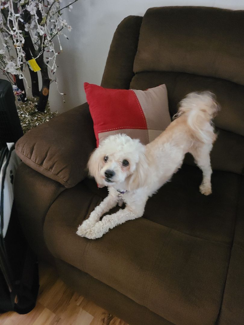 MIllie, a Adoptable mixed breed in Lake Forest, CA image 5/5