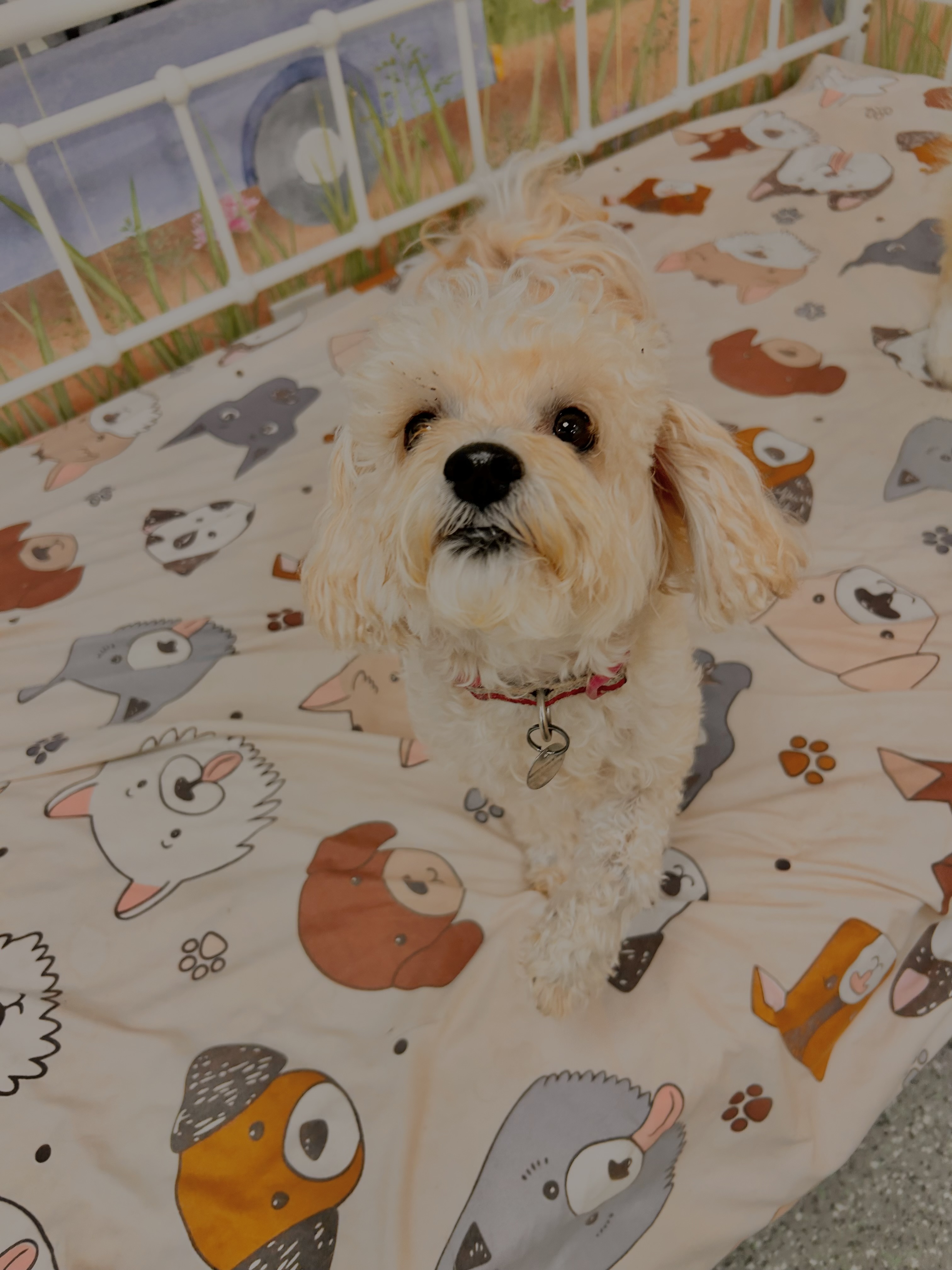 MIllie, a Adoptable mixed breed in Lake Forest, CA image 4/5