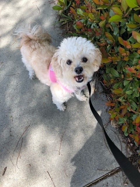 MIllie, a Adoptable mixed breed in Lake Forest, CA image 3/5